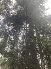 Picea glauca