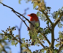 Anaplectes rubriceps