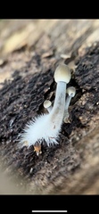 Mycena overholtsii