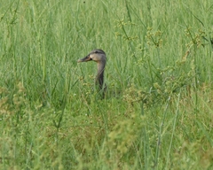 Anas platyrhynchos × fulvigula