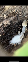 Mycena overholtsii