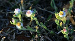 Helichrysum argyrosphaerum