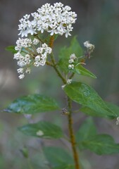 Asclepias texana