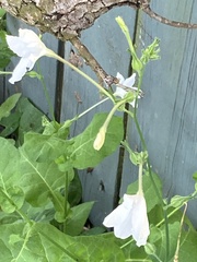 Nicotiana repanda