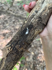 Mycena overholtsii