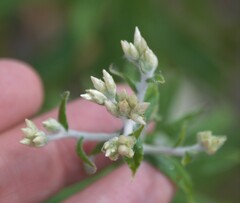 Pseudognaphalium canescens