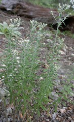 Pseudognaphalium canescens