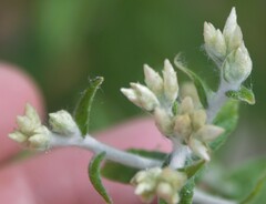 Pseudognaphalium canescens