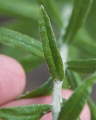 Pseudognaphalium canescens