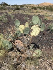 Opuntia macrocentra