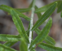 Pseudognaphalium canescens