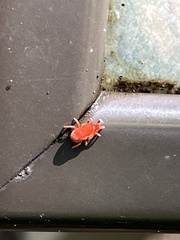 Trombidioidea