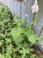 Nicotiana repanda