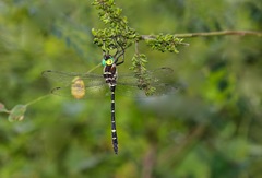Macromia pacifica × taeniolata