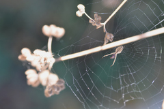 Uloborus walckenaerius