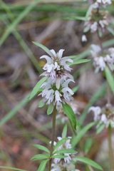 Monarda citriodora austromontana