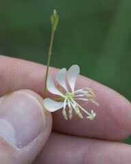 Oenothera suffulta
