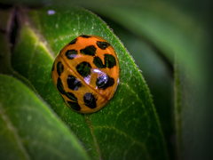 Harmonia axyridis
