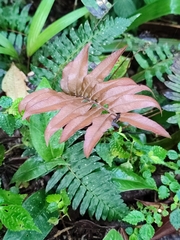Blechnum occidentale