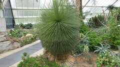 Yucca queretaroensis
