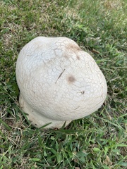 Lycoperdon utriforme