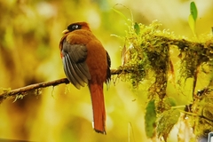 Trogon personatus