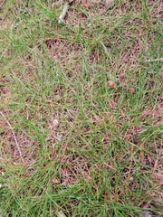 Avenella flexuosa flexuosa