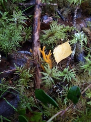 Calocera viscosa