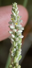 Polygala alba