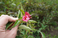 Weigela