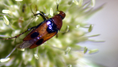 Macrosiagon bimaculata