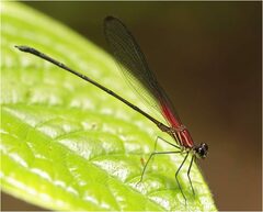 Hetaerina fuscoguttata