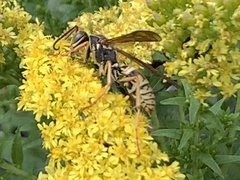 Polistes aurifer
