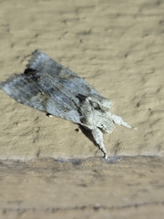 Lithophane bethunei