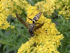 Polistes aurifer