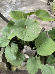 Piper auritum