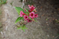 Weigela