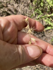 Bouteloua rigidiseta