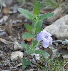 Ruellia humilis
