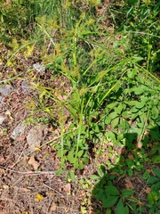 Cyperus erythrorhizos