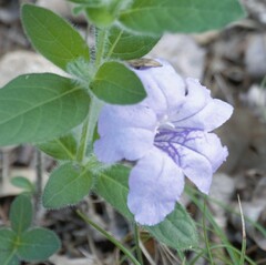 Ruellia humilis