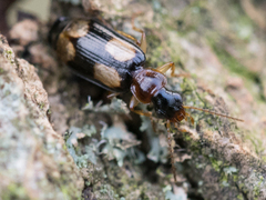 Dromius quadrimaculatus