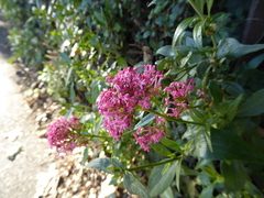 Centranthus ruber