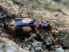 Dromius quadrimaculatus