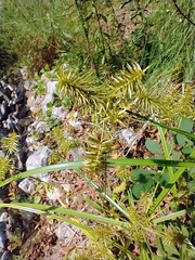 Cyperus erythrorhizos
