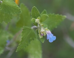 Salvia ballotiflora