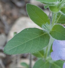 Ruellia humilis
