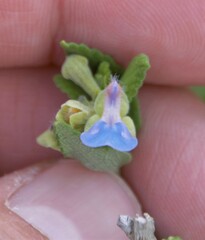 Salvia ballotiflora