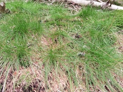 Avenella flexuosa flexuosa