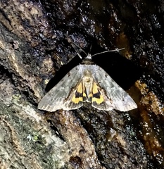 Catocala grynea